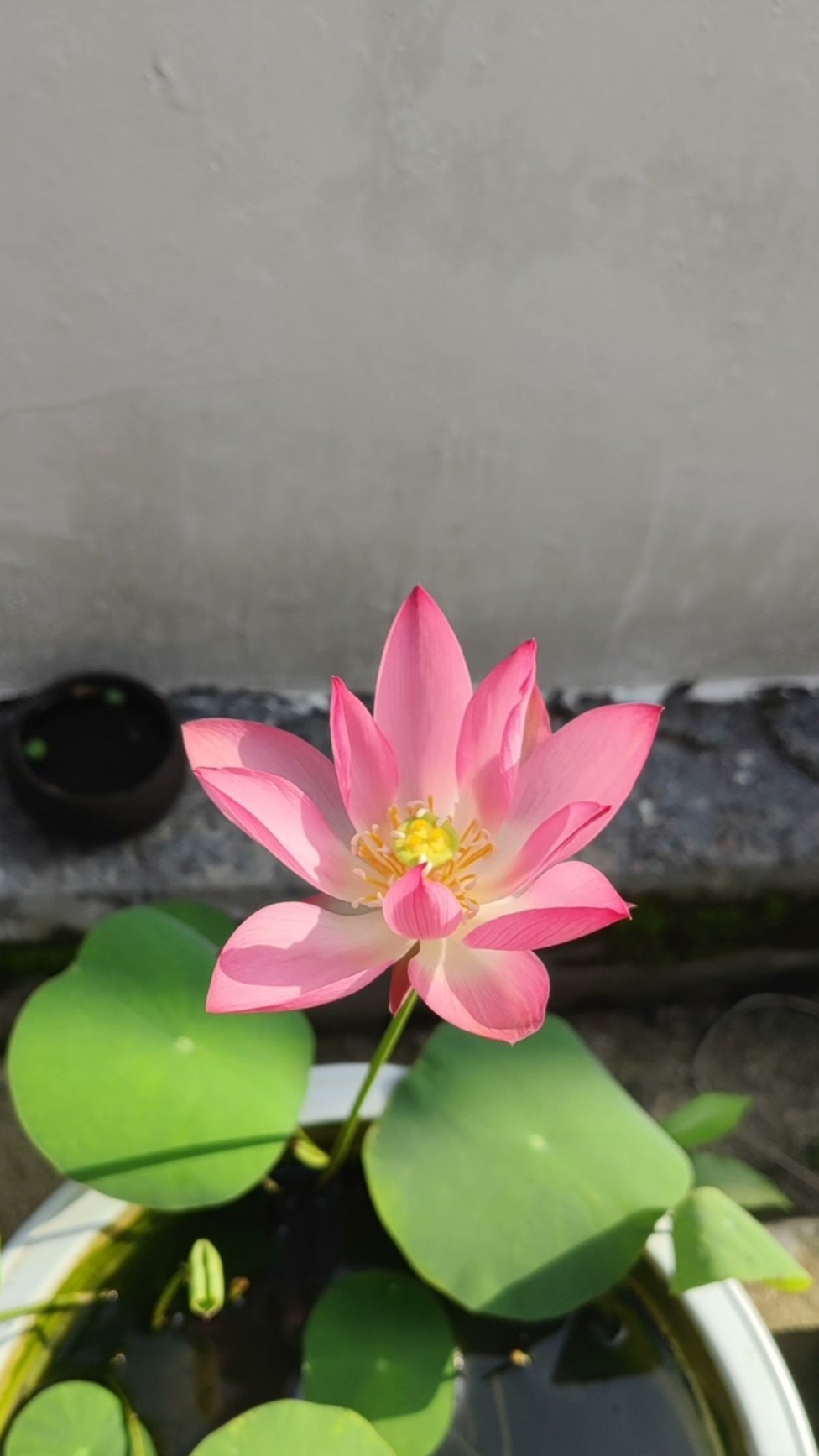 ★水☆ - 机器猫次元 - 机器猫次元